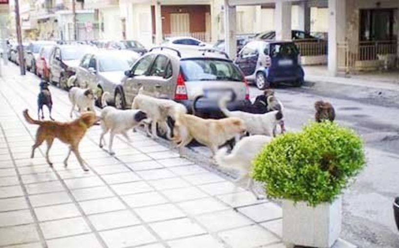 Ευχαριστήριο του Δήμου Βέροιας για προσφορά ζωοτροφής με σκοπό τη σίτιση των  αδέσποτων σκυλιών