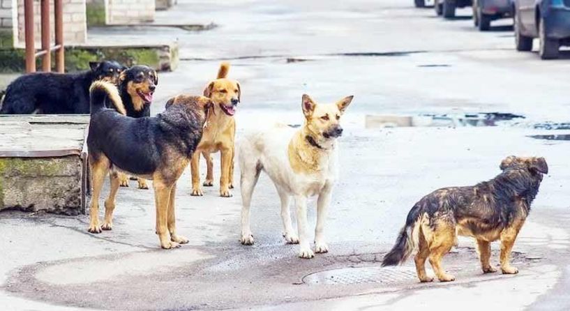 Διαμαρτυρία για την κακοποίηση ζώων  από την Κίνηση Πολιτών της περιοχής «Ακρόπολη»