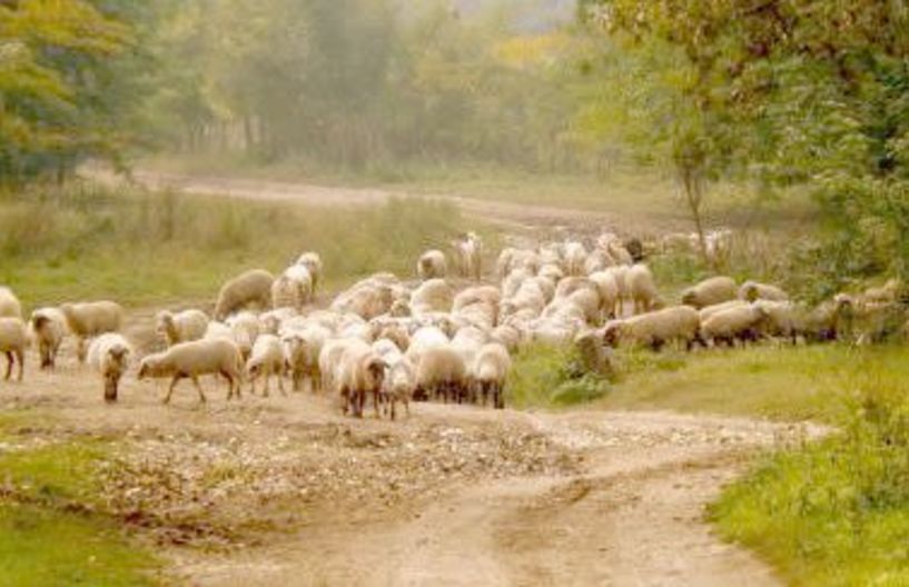 Ημερίδα για την καινοτομία στη γεωργία, την κτηνοτροφία και το περιβάλλον