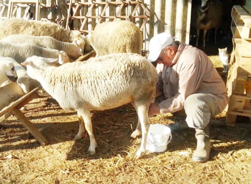 Γράμμα στον Πρωθυπουργό…