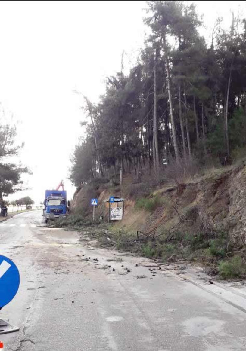 Και άλση της Βέροιας χτύπησε το φλοιοφάγο έντομο…