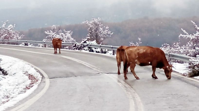 Γλείφουν τους δρόμους οι αγελάδες…λόγω αλατιού!!!