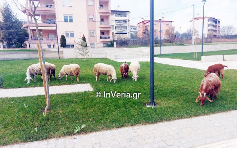 Αιγοπρόβατα «αποψιλώνουν» τη νέα πλατεία  στο Εργοχώρι Βέροιας