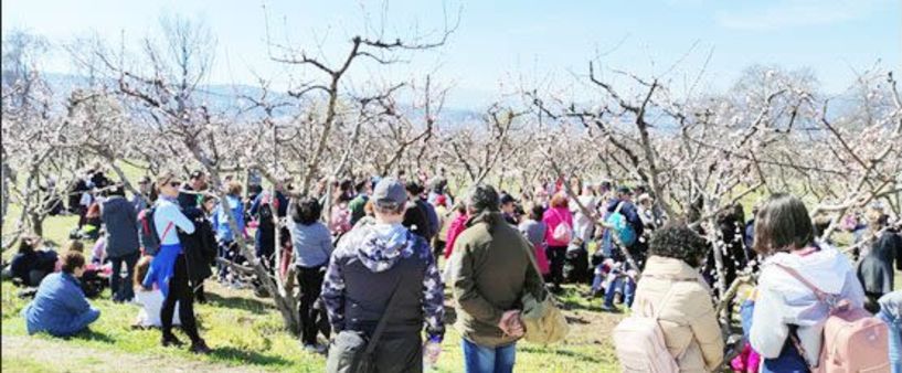 Κυριακάτικες διαδρομές και με ταξί  στις ανθισμένες ροδακινιές σε συνεργασία του ΤΟΒ  με τον τοπικό Συνεταιρισμό