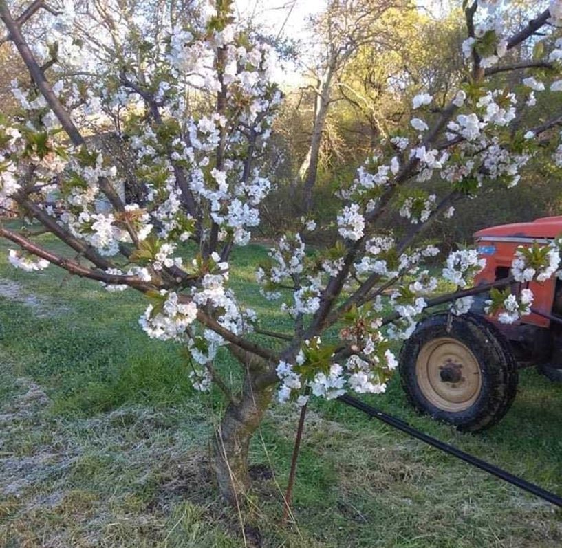 Πάγωσαν οι κερασιές στους Νομούς Ημαθίας και Πέλλας από τον παγετό της Μ. Πέμπτης