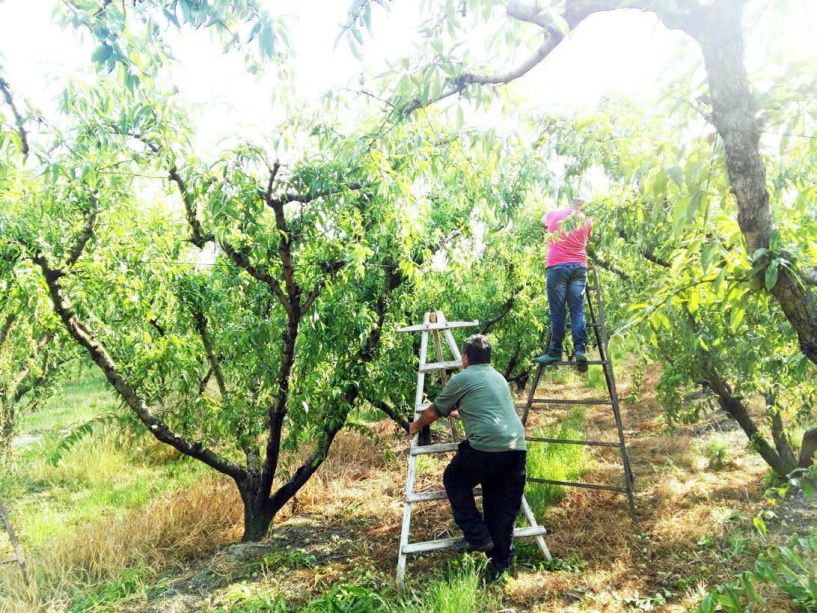 Και επίδομα ανεργίας και εργασία παράλληλα, για τις αγροτικές ανάγκες