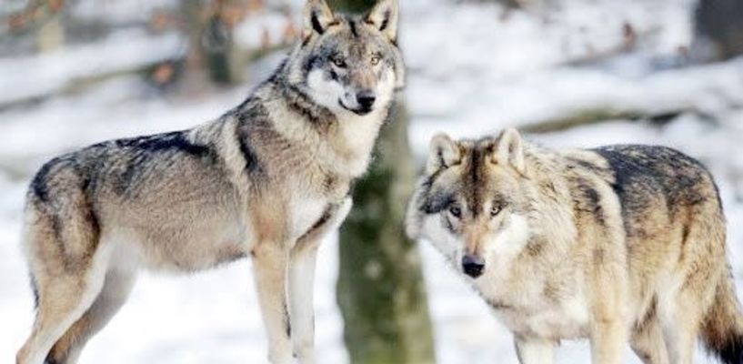 Δύο λύκοι «ψάχνουν» για πρόβατα  στον Άγιο Γεώργιο Βέροιας