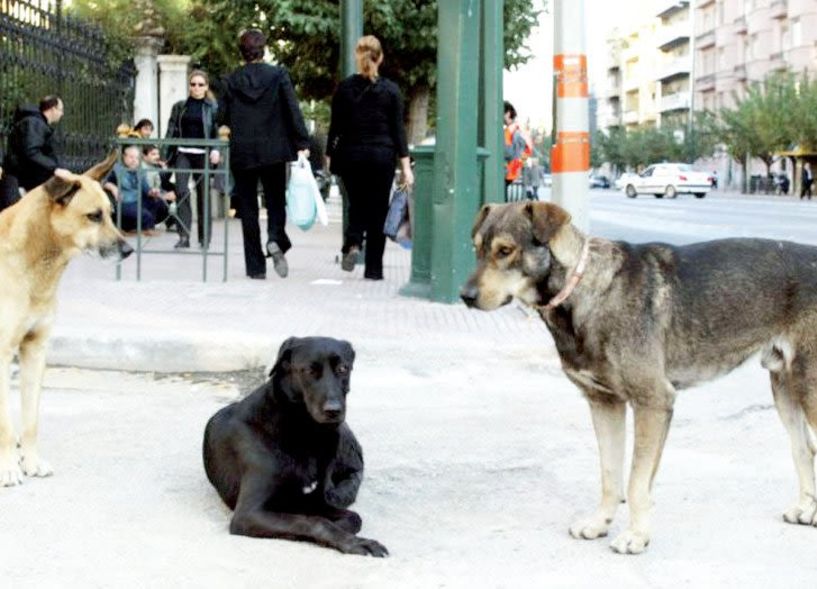 Διευκρίνιση σε διαδικτυακό σχόλιο  για την επανένταξη των αδέσποτων