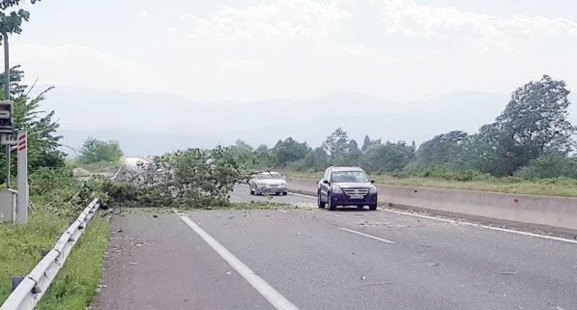 Θα κοπούν όλα τα ψηλά δέντρα στις άκρες  της Εγνατίας οδού μετά το πρόσφατο θανατηφόρο