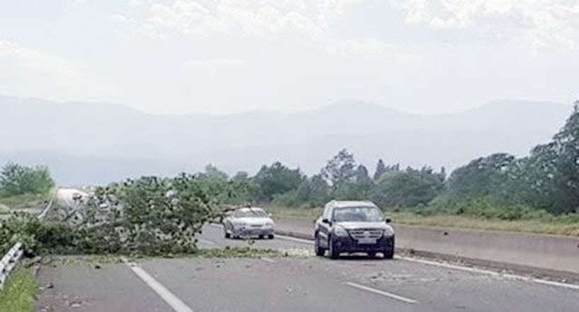 Δεν κόπηκαν ακόμα τα ψηλά δέντρα επί της Εγνατίας, όμως σε επικίνδυνες περιπτώσεις παρεμβαίνει ο Δήμος