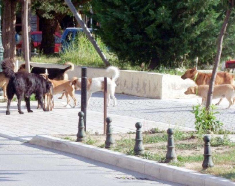 Επιθέσεις αδέσποτων συνεχίζουν να αναφέρουν  οι πολίτες