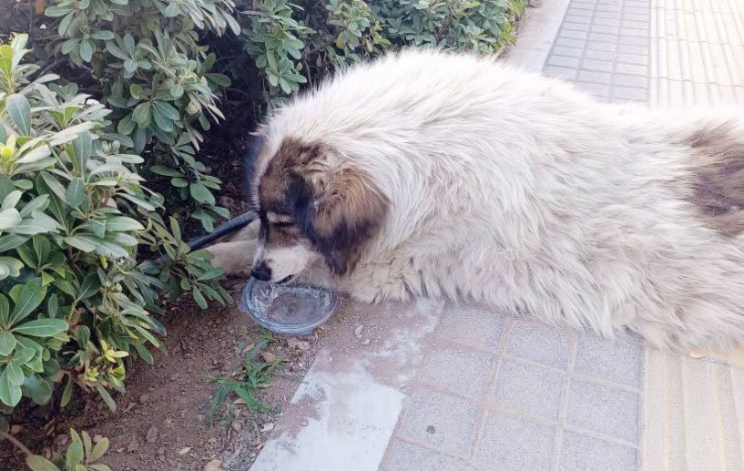 Η καυτή άσφαλτος στο κέντρο της Βέροιας  δεν είναι το φυσικό περιβάλλον για τα αδέσποτα!