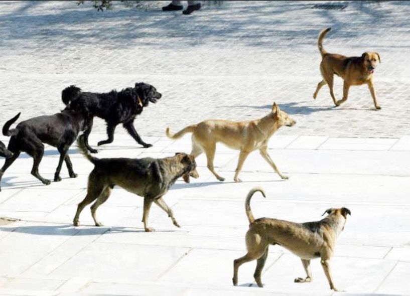 Αιμόφυρτος στο νοσοκομείο από άγρια επίθεση αδέσποτου σκύλου