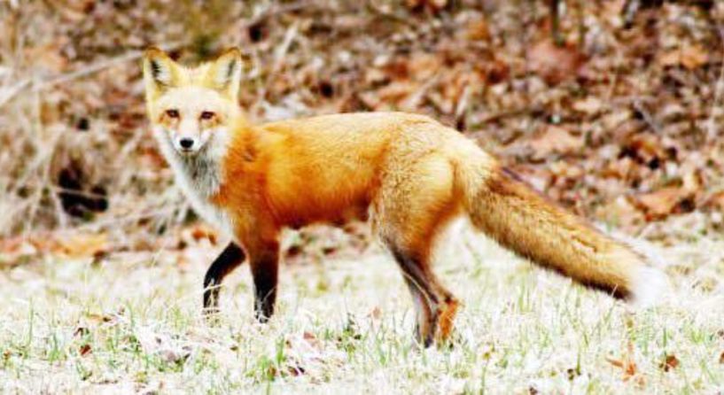 Επιδότηση 50 ευρώ στους κυνηγούς,  για κάθε αλεπού 