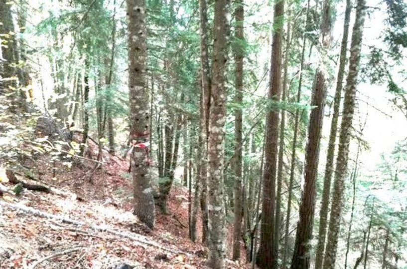 Εκσυγχρονίζεται το θεσμικό πλαίσιο διαχείρισης των δασικών οικοσυστημάτων της χώρας