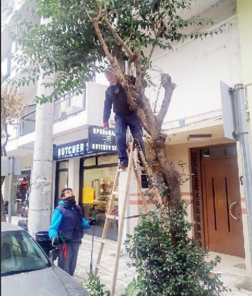 Κλάδεψαν τα δέντρα που έχουν απομείνει στο κέντρο της Βέροιας