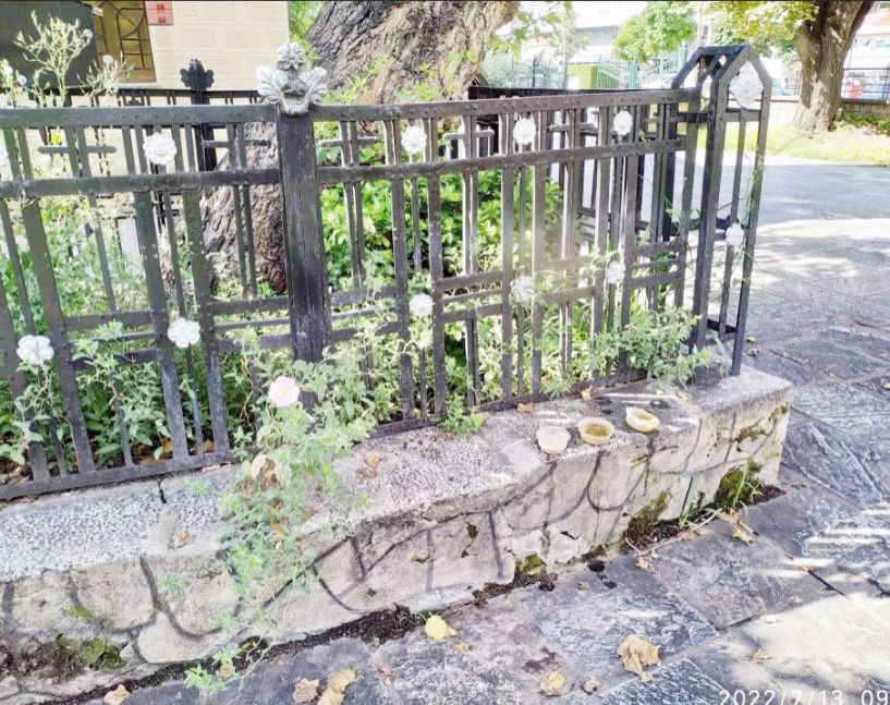 Αγριόχορτα και πλαστικά πνίγουν και λερώνουν την ιστορική Μουριά του πολιούχου Αγ. Αντωνίου