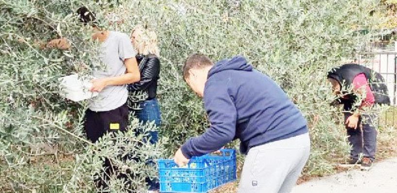 Μάζεψαν τις ελιές της χρονιάς από την αυλή τους