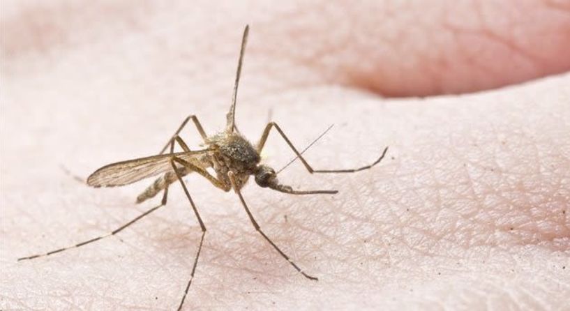 Επιθέσεις κουνουπιών και τσιμπήματα εντόμων, ο  φόβος και ο…τρόμος του καλοκαιριού