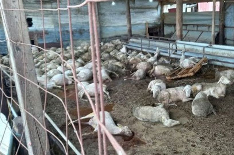 Σε κλιβάνους της Ημαθίας και Αρκαδίας μεταφέρονται τα νεκρά ζώα από τη Θεσσαλία