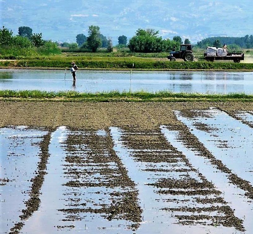 Τους κινδύνους από την  ανεξέλεγκτη καλλιέργεια ρυζιού  στα όρια του Δήμου Αλεξάνδρειας  θέτει ο Π. Γκυρίνης στον Μ. Βορίδη