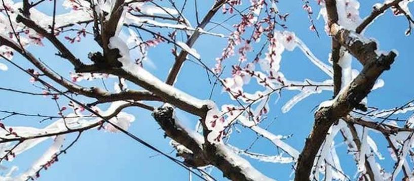 ΕΘΝΙΚΗ ΔΙΕΠΑΓΓΕΛΜΑΤΙΚΗ OΡΓΑΝΩΣΗ ΠΥΡΗΝΟΚΑΡΠΩΝ:  Ικανοποίηση για τα οικονομικά μέτρα ενίσχυσης παγετόπληκτων Επιχειρήσεων Συνεταιριστικού και Ιδιωτικού τομέα