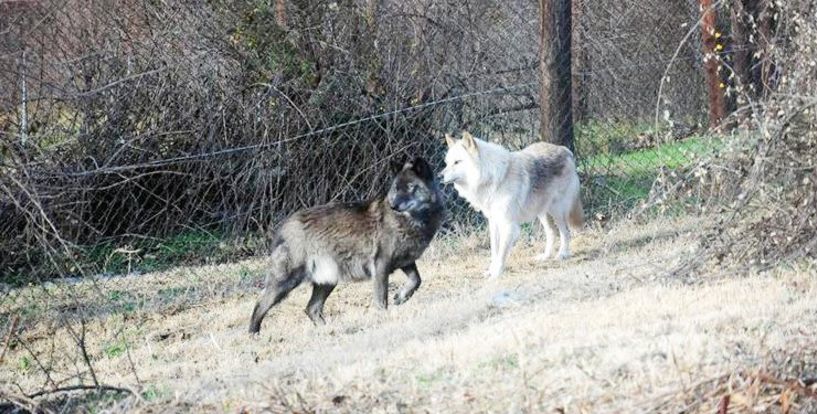 Λύκοι στον κάμπο: Κατασπάραξαν πρόβατα στο Νησί Ημαθίας