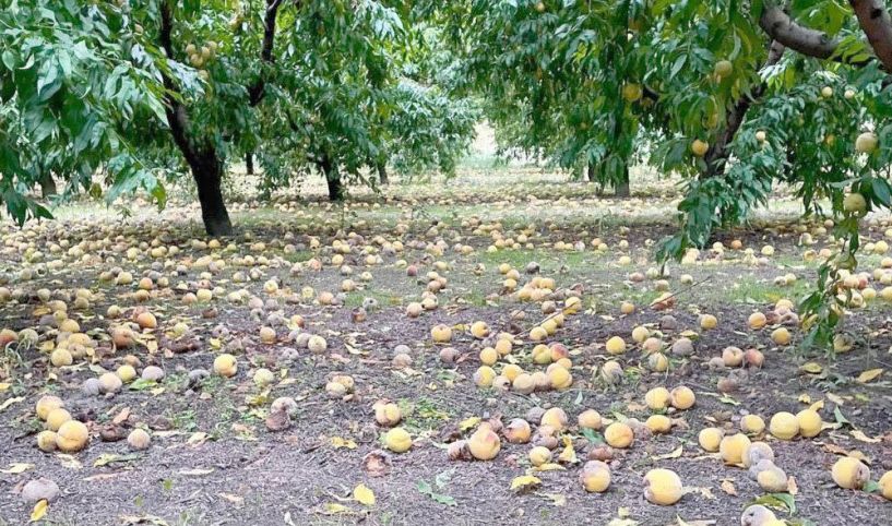 Αγροτικός Σύλλογος Ημαθίας: «Εμπαιγμός αγροτών από το ΥΠΑΑΤ με την ανακοίνωση αποζημιώσεων De minimis»