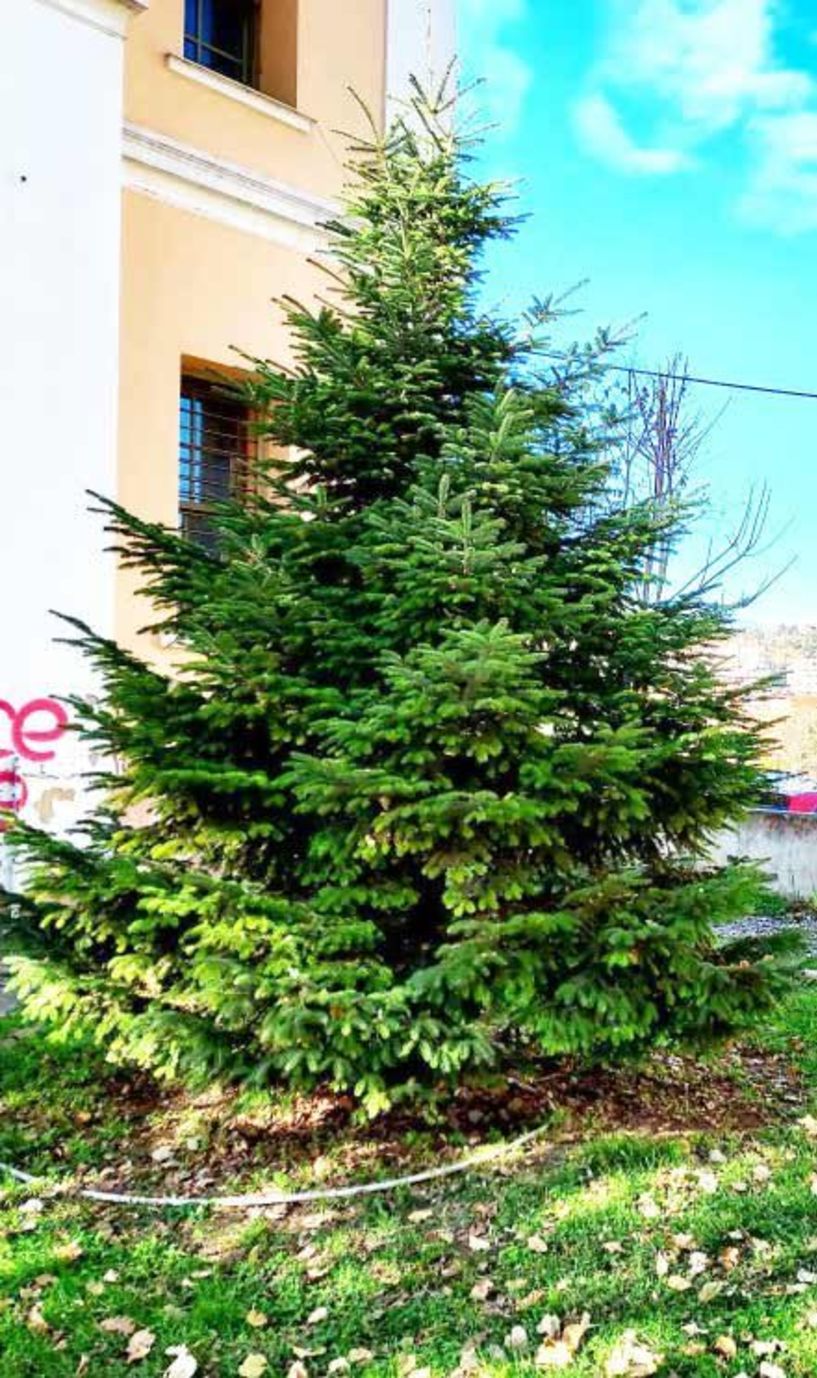 Το έλατο στα παλιά δικαστήρια περιμένει να γίνει Χριστουγεννιάτικο δέντρο!