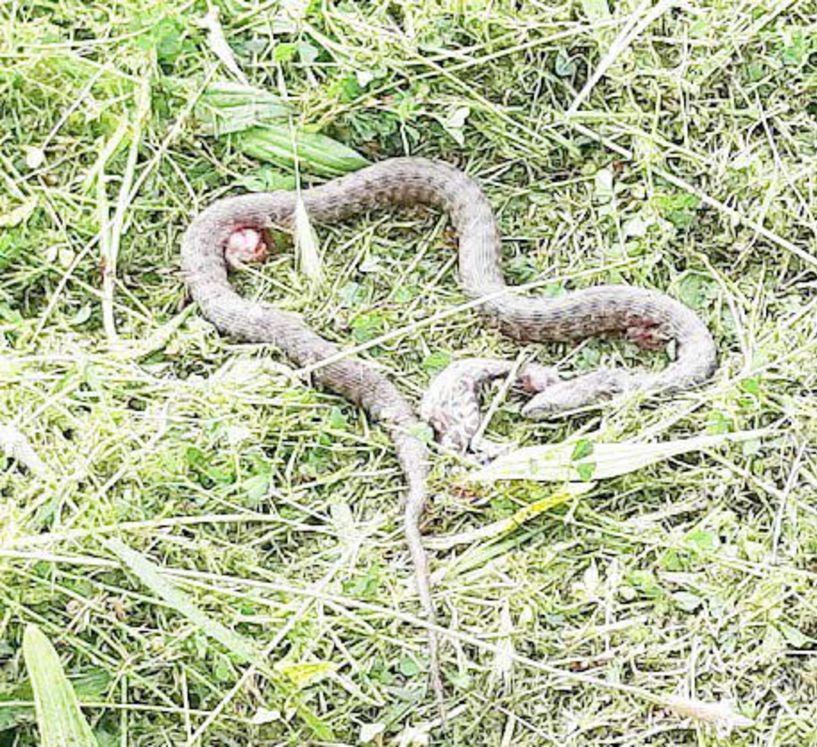 Συχνά βλέπουν φίδια στις αυλές τους από γειτονικά χορταριασμένα χωράφια