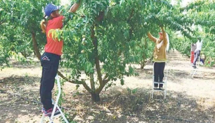 Εθνική Διεπαγγελματική Πυρηνόκαρπων προς βουλευτές Ημαθίας-Πέλλας: Λάβετε μέτρα για τις αγροτικές επιχειρήσεις που επλήγησαν από τους ανοιξιάτικους παγετούς