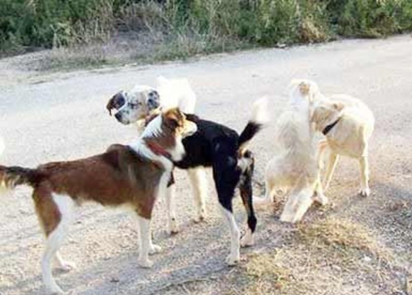 15 εκ. ευρώ στους δήμους για στείρωση αδέσποτων σκύλων και γατών