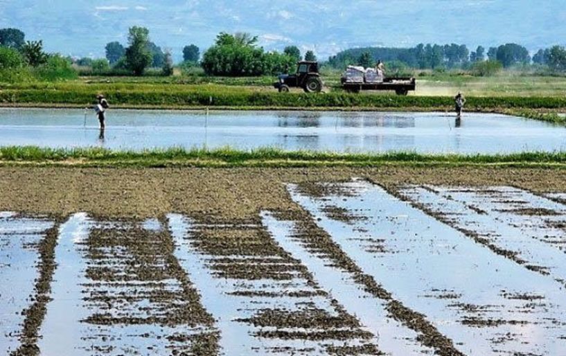 Ερώτηση Αβδελά και Χήτα στη Βουλή, για την καταστροφή ρυζοκαλλιεργειών σε Βόρεια Πιερία και τμήματα Ημαθίας