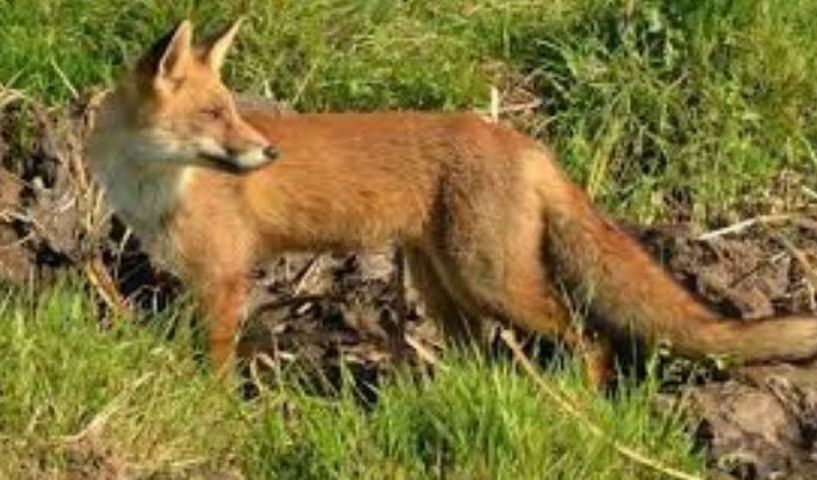 Αξιολόγηση της αποτελεσματικότητας των εμβολιασμών  των κόκκινων αλεπούδων για τη λύσσα