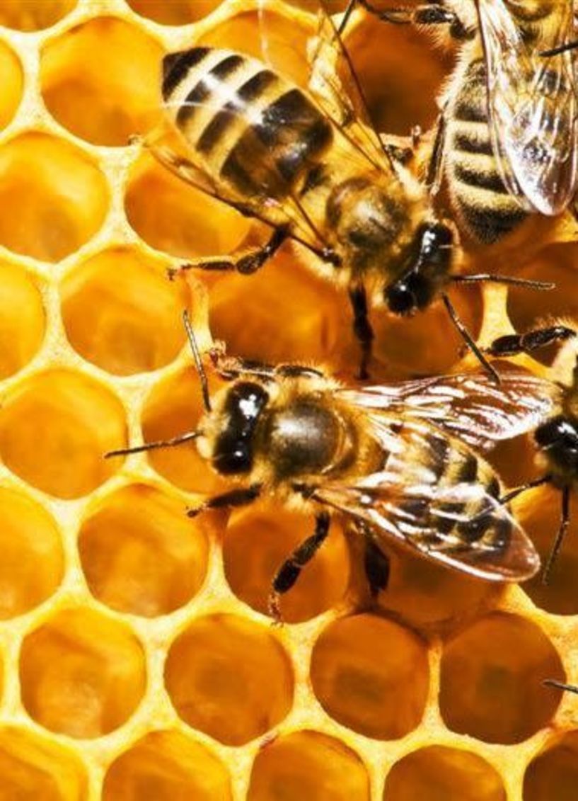 Εκπαιδευτική-  ενημερωτική   εκδήλωση για   μελισσοπαραγωγούς