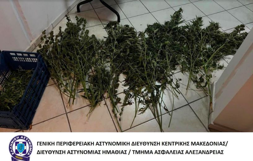 Συλλήψεις  για καλλιέργεια κάνναβης - Εξιχνίαση κλοπής κινητών από κατάστημα