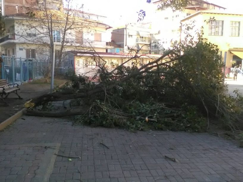 Από τον δυνατό αέρα έσπασε κλαδί δέντρου στην αυλή των 6ου -13ου Δημοτικών Σχολείων Βέροιας