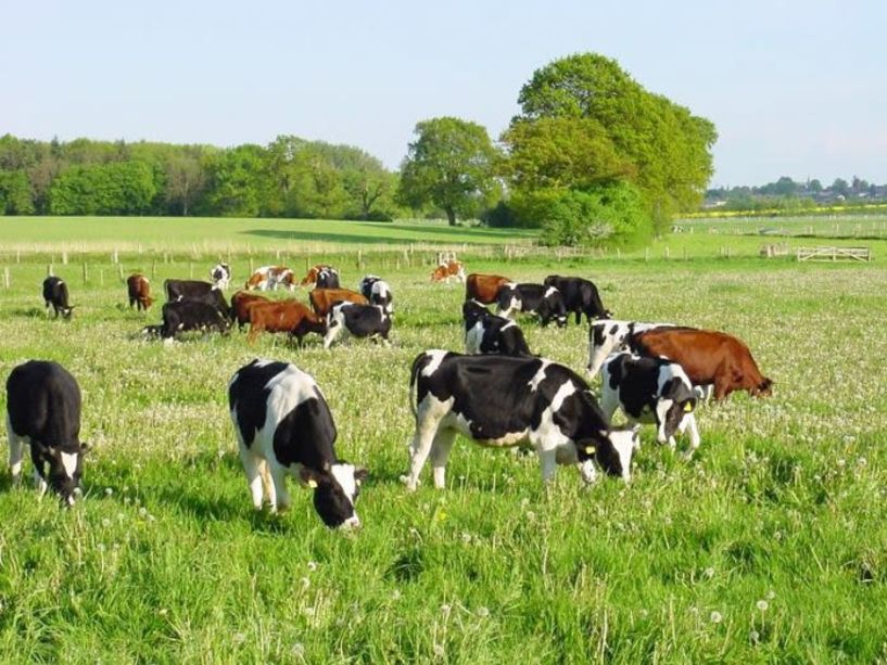 Νέα ημερομηνία   υποβολής των αιτήσεων στην πρόσκληση της   βιολογικής κτηνοτροφίας