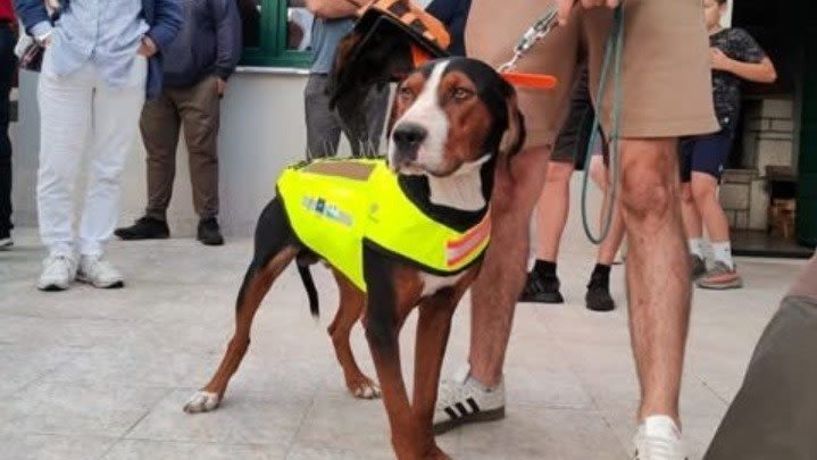 Κυνηγόσκυλα φορούν γιλέκα με καρφιά για να γλυτώνουν από δαγκώματα λύκων!