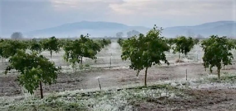 Πορίσματα εκτίμησης ζημιών από τον  παγετό σε Πρασινάδα και Ξεχασμένη