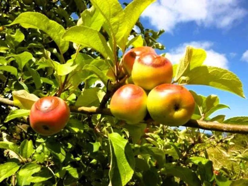 Ανακοινώθηκαν τα Πορίσματα εκτίμησης από τον καύσωνα της 25ης Ιουλίου 2025 για τις καλλιέργειες Βιομηχ. τομάτας της Δ/Κ Σταυρού